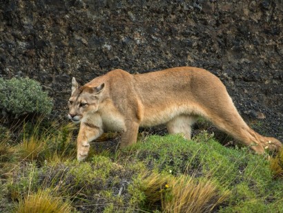 Patagonia Wildlife Safari
