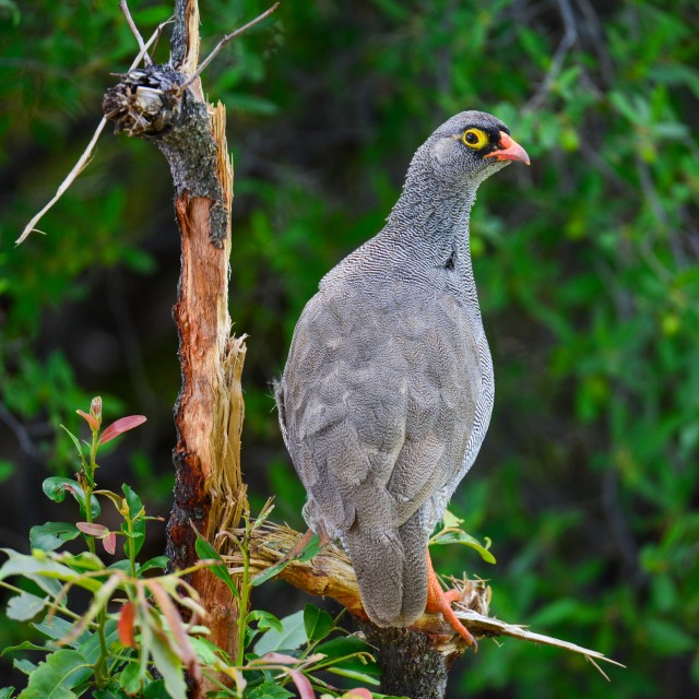 Red-billed Spurfowl along the Okavango