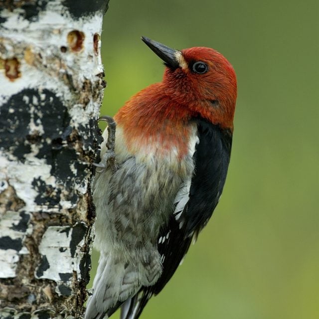 Red-breasted Sapsucker - Ultimate British Columbia: Boreal, Coast & Grasslands