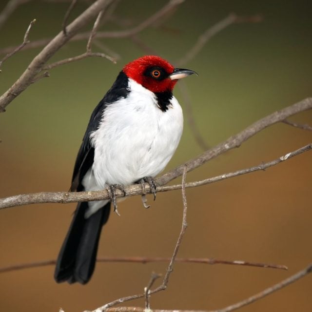 Red-capped-Cardinal
