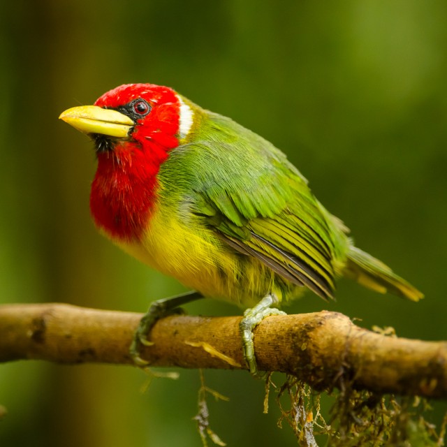 Red-headed Barbet, Costa Rica