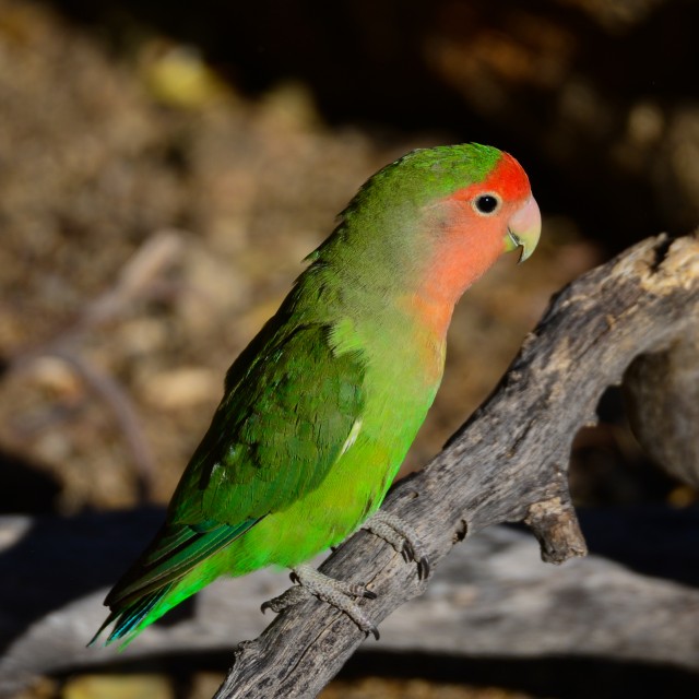 Rosy-faced Lovebird