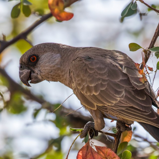 Ruppell's Parrot in Etosha