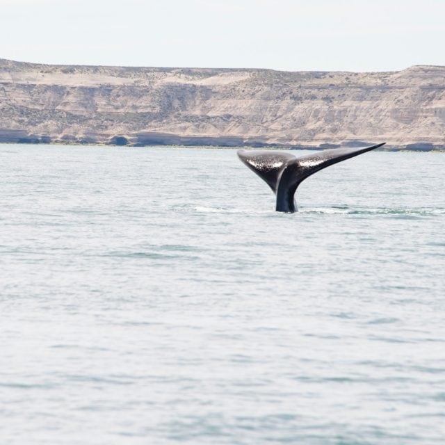 Southern Right Whale tail