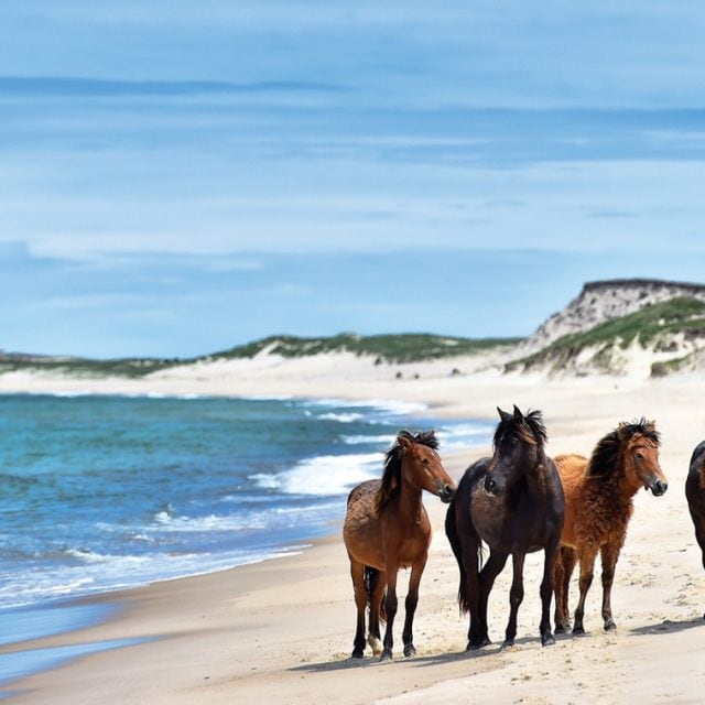 Sable Island horses © Michelle Valberg