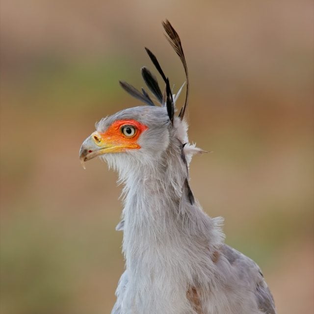 Portrait of a secretary bird