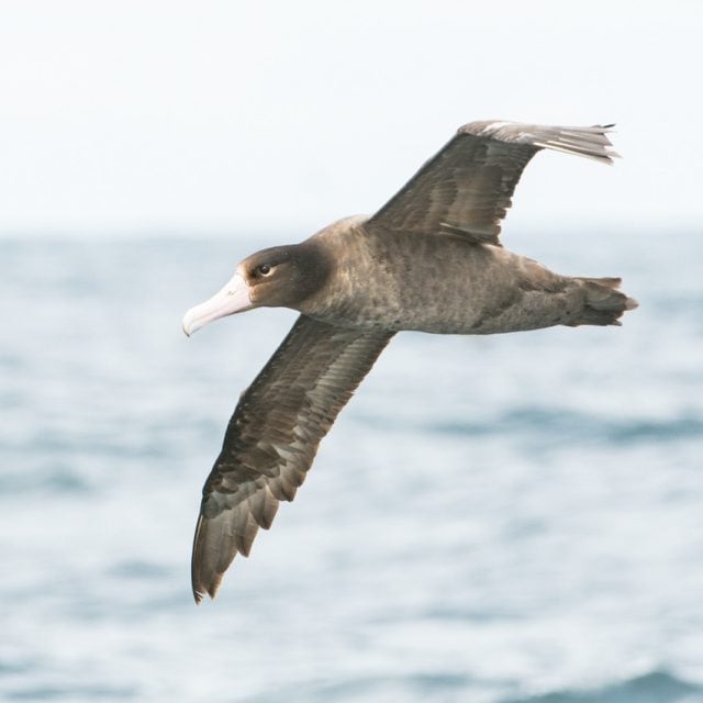 Short-tailed Albatross © Steve Ogle - Ultimate British Columbia: Boreal, Coast & Grasslands