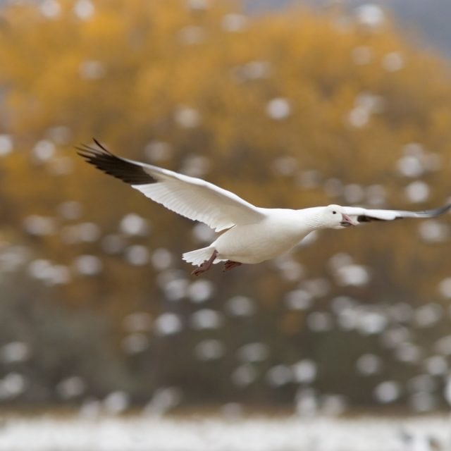 Snow Goose flying