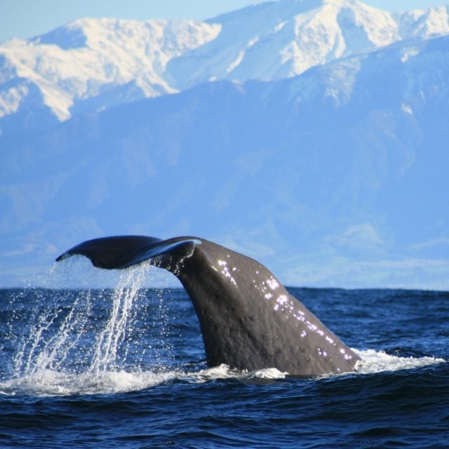 Sperm Whale tail