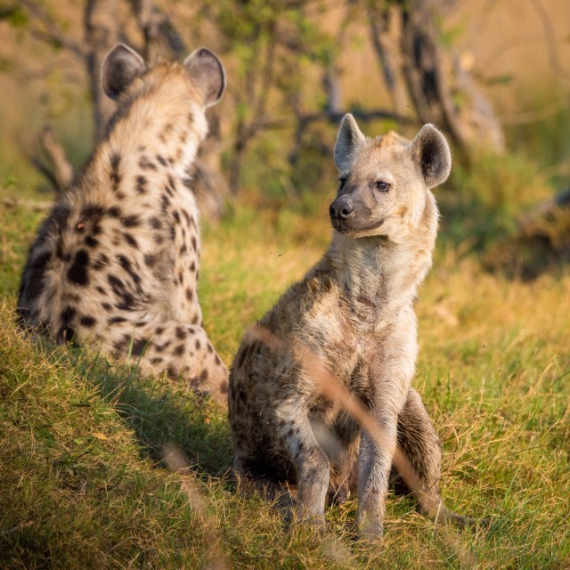 Spotted Hyaena in the Caprivi