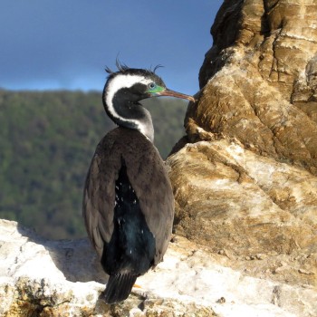 Spotted Shag New Zealand