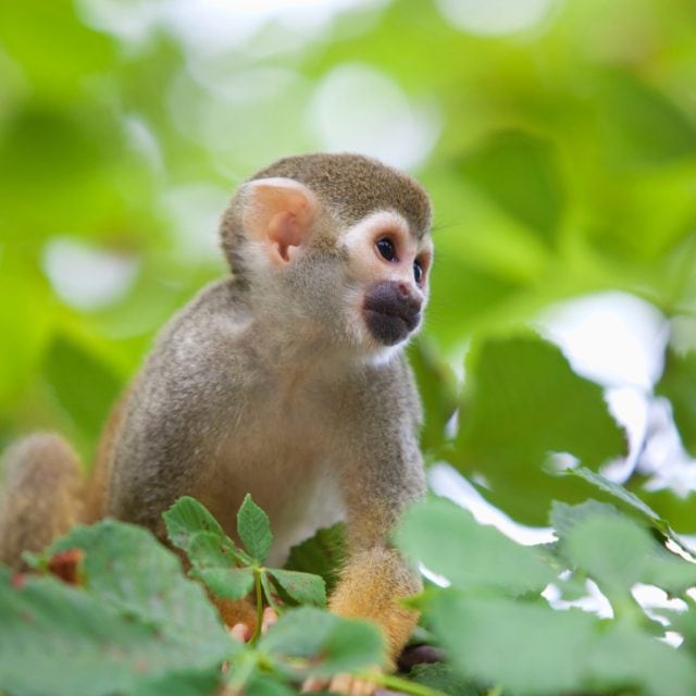 Squirrel Monkey - Costa Rica & the Panama Canal Cruise