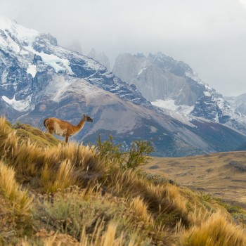 Torres del Paine and guanaco