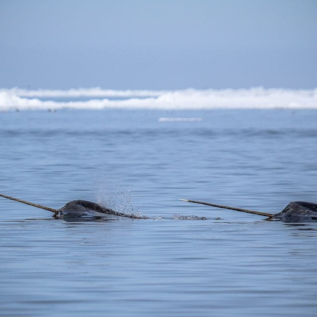 Two narwhals with tusks