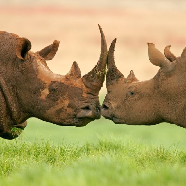 ortrait of two White (square-lipped) rhinoceros, South Africa