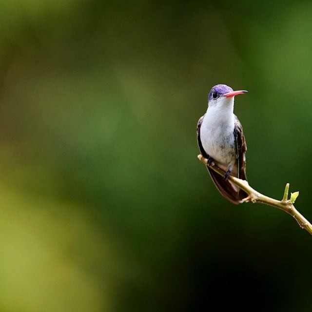 Violet-crowned Hummingbird (Amazilia violiceps) perched on a branch