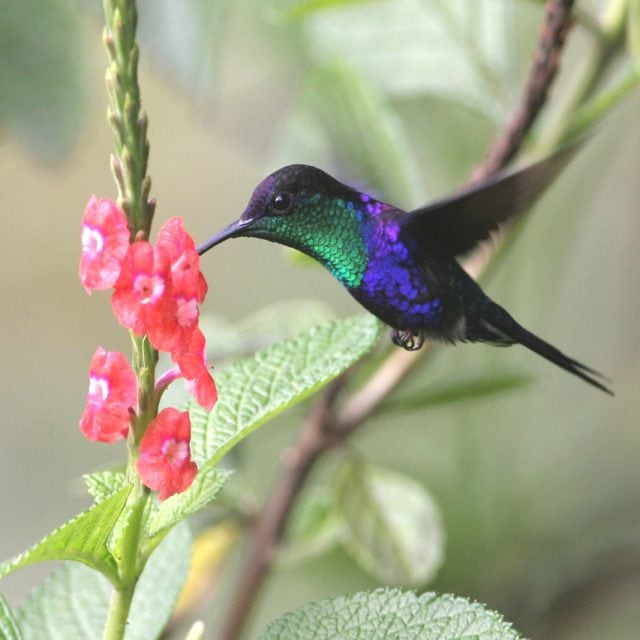 Violet-crowned Woodnymph - Panama: Canal Zone & the Darien