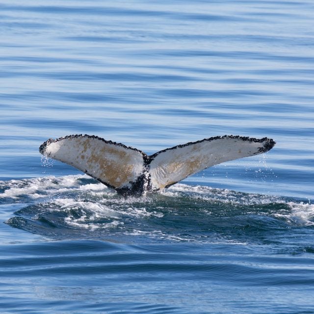 Whale tail © Pierre Richard