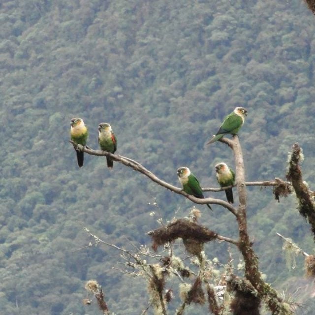 White-breasted Parakeets at Tapichalaca