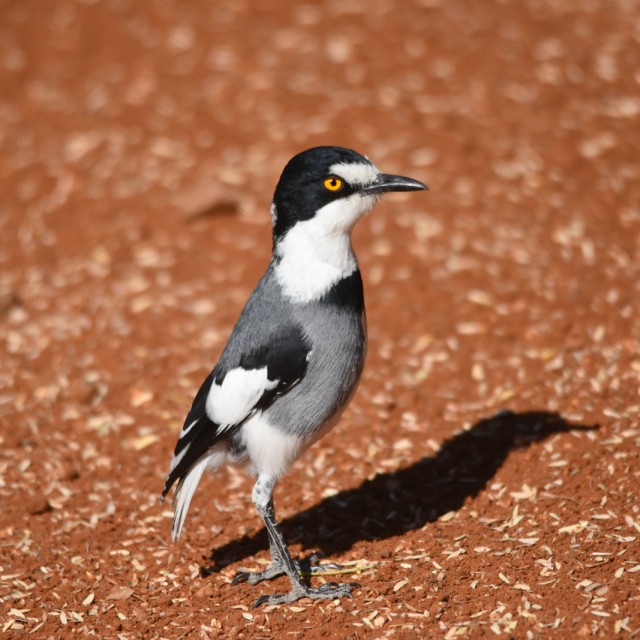 White-tailed Shrike