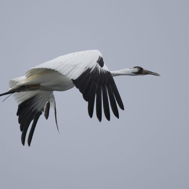 Whooping Crane flying