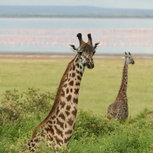 Group of Giraffes poking there heads through the trees at the edge of Lake Manyara with flamingos in the water. Tanzania, Africa