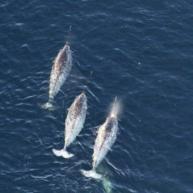 Narwhals from above