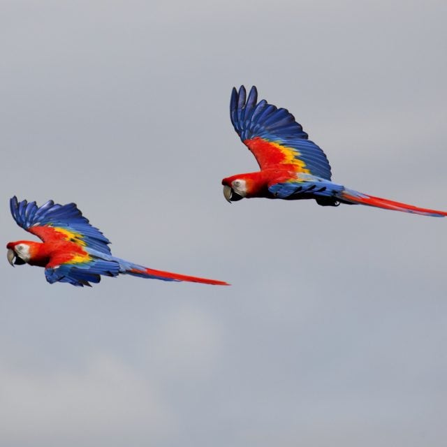Scarlet Macaws in flights