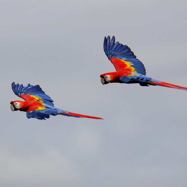 Scarlet Macaws in flight - Costa Rica & the Panama Canal Cruise