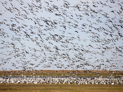 Saskatchewan Whooping Cranes