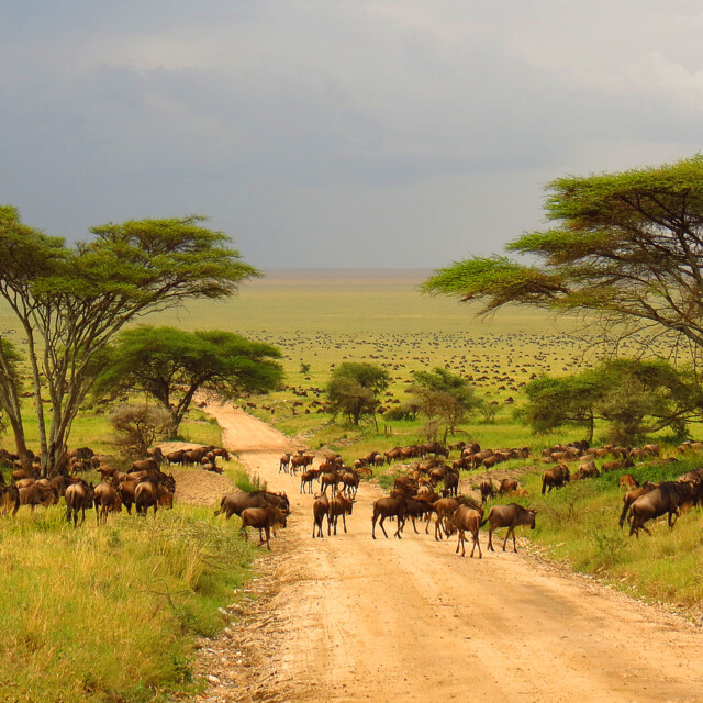 Serengeti plains Tanzania Africa wildebeest migration animals wildlife safari trees road grass