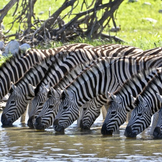 zebras at water