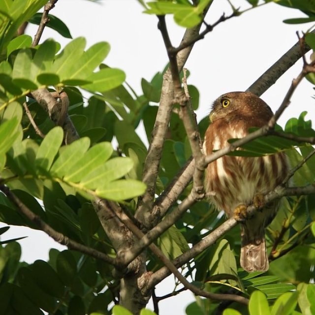 Ferruginous Pygmy Owl