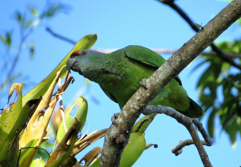 Festive Amazon Parrot