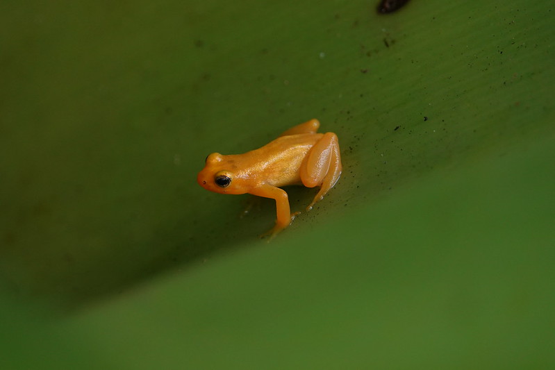 Golden frog on leaf