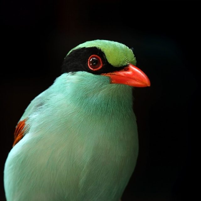 Indochinese Green Magpie - Cambodia & South Vietnam