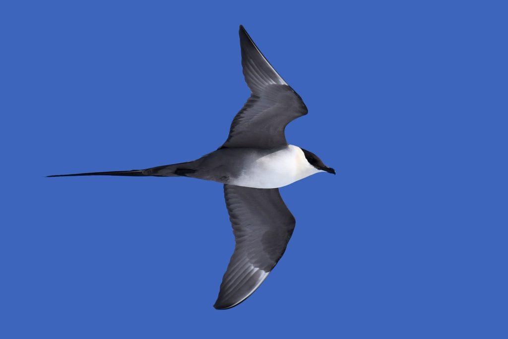 Long-tailed Jaeger by Floe Edge