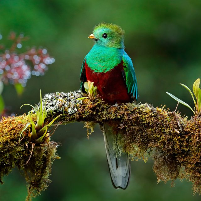 Resplendent Quetzal on branch