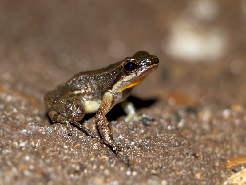 Trinidad Stream Frog