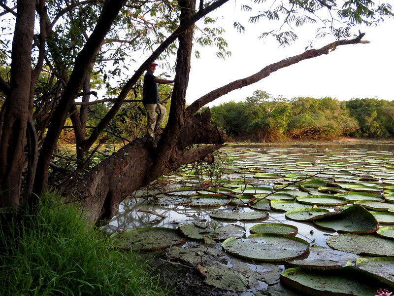 Water Lilies in Guyana wetland