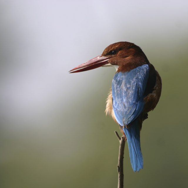 White-throated Kingfisher - Cambodia & South Vietnam