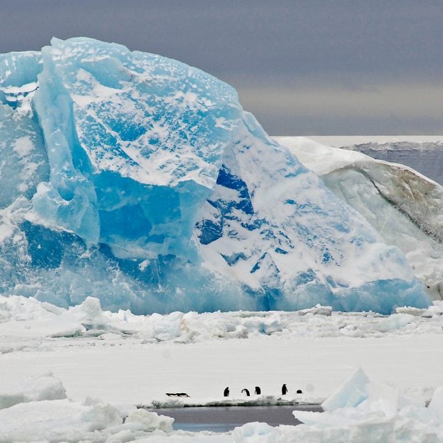 Adelie Penguins and blue ice in Antarctica