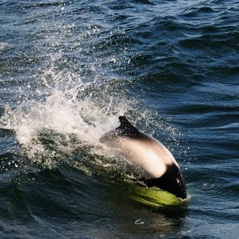 Commerson’s dolphins