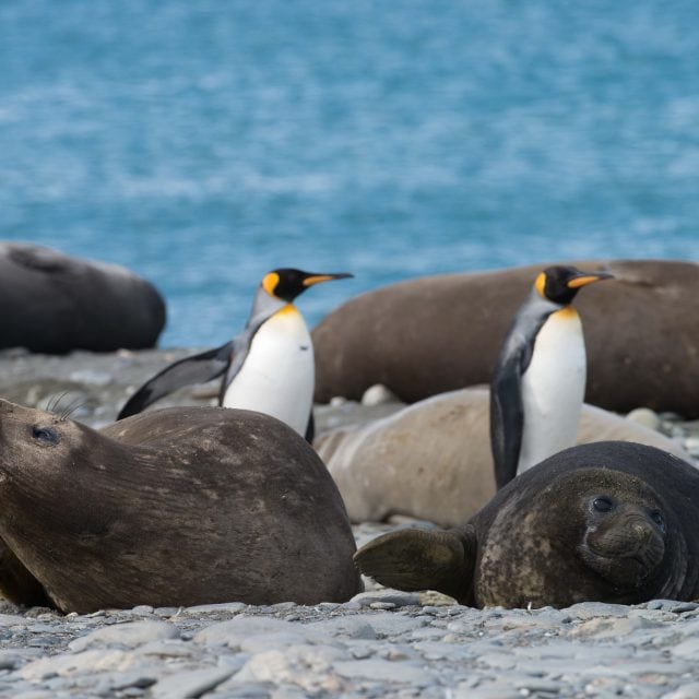 King Penguins and Elephant Seals