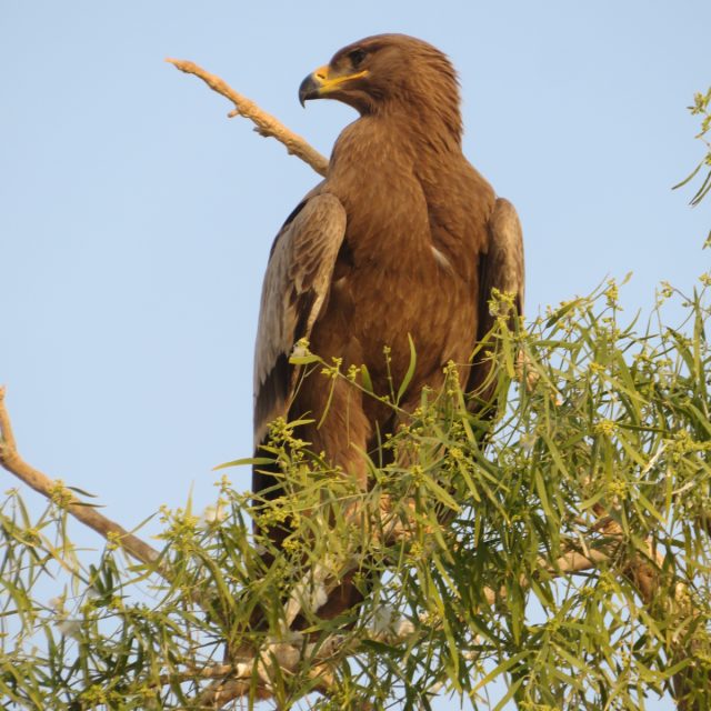 Indian Steppe Eagle