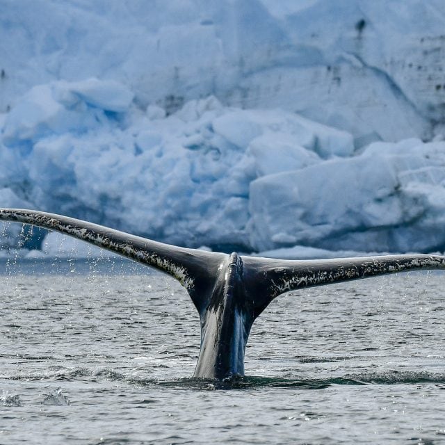 Whale tail Antarctica