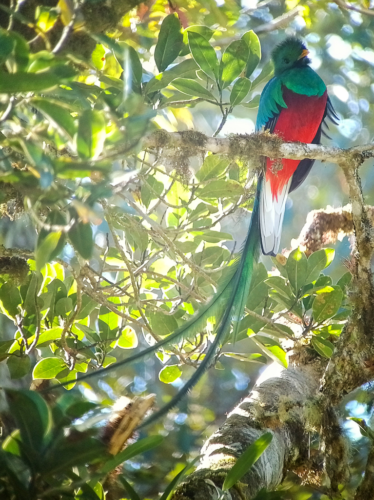 Resplendent Quetzal with beautiful tail feathers