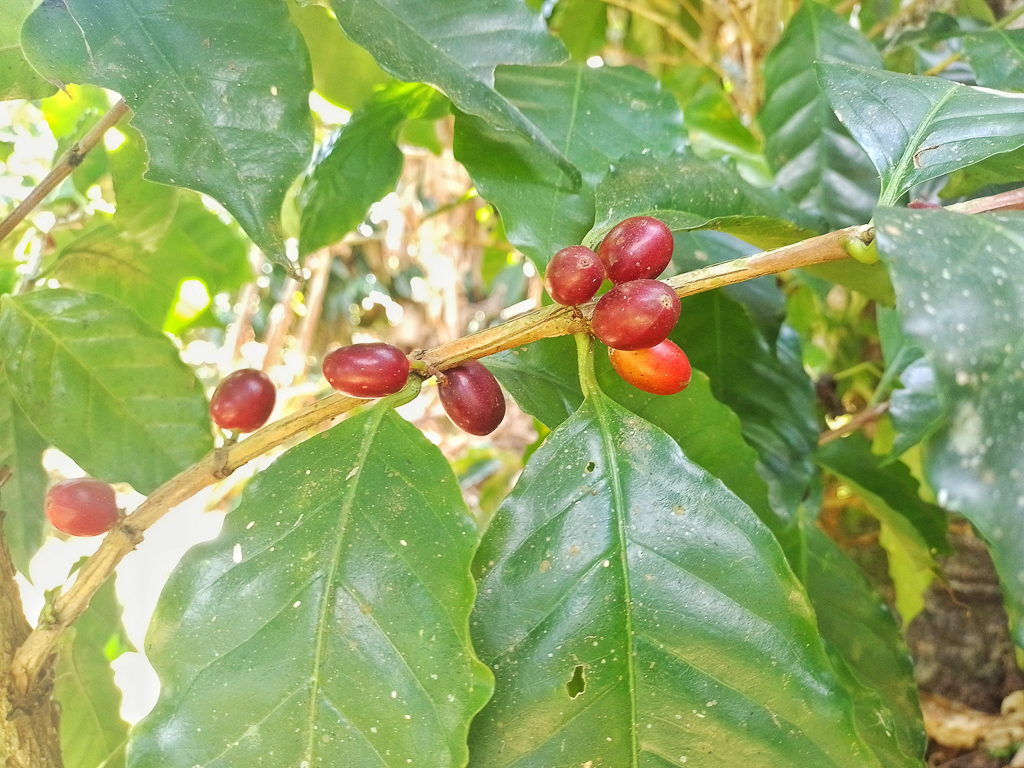 Coffee plant grown in Costa Rica