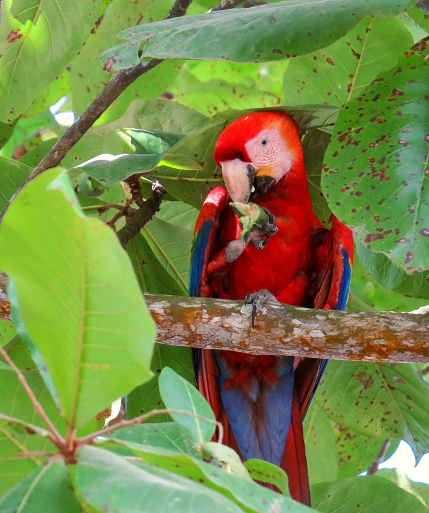 Scarlet Macaw Costa Rica