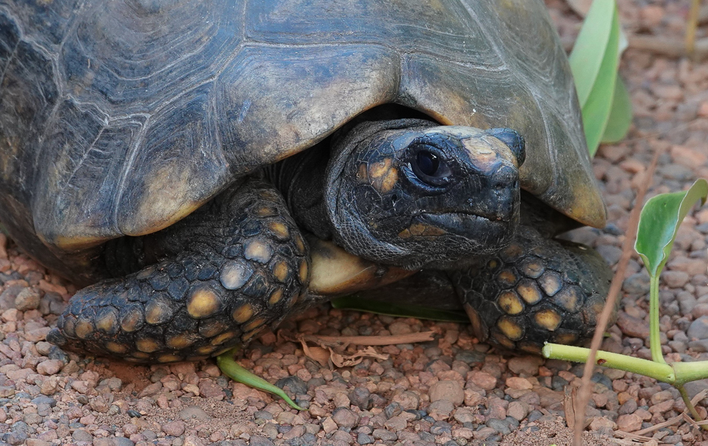 Brazilian giant tortoise